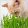 Live Organic Pet Grass (2 Per Pack) - Great for Animal Health - 10" Tall by 6" Wide 1 Pint Pot - Image 3