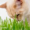 Live Organic Pet Grass (2 Per Pack) - Great for Animal Health - 10" Tall by 6" Wide 1 Pint Pot - Image 10