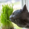 Live Organic Pet Grass (2 Per Pack) - Great for Animal Health - 10" Tall by 6" Wide 1 Pint Pot - Image 2