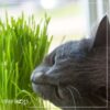 Live Organic Pet Grass (2 Per Pack) - Great for Animal Health - 10" Tall by 6" Wide 1 Pint Pot - Image 13