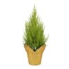 Live Fragrant Lemon Cypress Tree in Deco Cover - Beautiful DŽcor - 12" Tall by 5" Wide