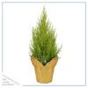 Live Fragrant Lemon Cypress Tree in Deco Cover - Beautiful DŽcor - 12" Tall by 5" Wide - Image 2