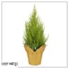 Live Fragrant Lemon Cypress Tree in Deco Cover - Beautiful DŽcor - 12" Tall by 5" Wide - Image 7