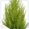 Live Fragrant Lemon Cypress Tree in Deco Cover - Beautiful DŽcor - 12" Tall by 5" Wide - Image 3