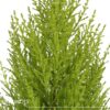 Live Fragrant Lemon Cypress Tree in Deco Cover - Beautiful DŽcor - 12" Tall by 5" Wide - Image 8