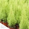 Live Fragrant Lemon Cypress Tree in Deco Cover - Beautiful DŽcor - 12" Tall by 5" Wide - Image 6