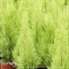 Live Fragrant Lemon Cypress Tree in Deco Cover - Beautiful DŽcor - 12" Tall by 5" Wide - Image 9