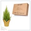 Live Fragrant Lemon Cypress Tree in Deco Cover - Beautiful DŽcor - 12" Tall by 5" Wide - Image 5