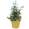 Live Aromatic and Healthy Herb - Eucalyptus - Improves Air Quality - Wrapped in Deco Cover- 14" Tall by 6" Wide in 1.25 Quart Pot