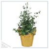 Live Aromatic and Healthy Herb - Eucalyptus - Improves Air Quality - Wrapped in Deco Cover- 14" Tall by 6" Wide in 1.25 Quart Pot - Image 2