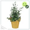 Live Aromatic and Healthy Herb - Eucalyptus - Improves Air Quality - Wrapped in Deco Cover- 14" Tall by 6" Wide in 1.25 Quart Pot - Image 3