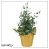 Live Aromatic and Healthy Herb - Eucalyptus - Improves Air Quality - Wrapped in Deco Cover- 14" Tall by 6" Wide in 1.25 Quart Pot - Image 8