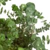 Live Aromatic and Healthy Herb - Eucalyptus - Improves Air Quality - Wrapped in Deco Cover- 14" Tall by 6" Wide in 1.25 Quart Pot - Image 13