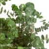 Live Aromatic and Healthy Herb - Eucalyptus - Improves Air Quality - Wrapped in Deco Cover- 14" Tall by 6" Wide in 1.25 Quart Pot - Image 9