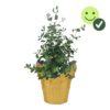 Live Aromatic and Healthy Herb - Eucalyptus - Improves Air Quality - Wrapped in Deco Cover- 14" Tall by 6" Wide in 1.25 Quart Pot - Image 14