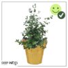 Live Aromatic and Healthy Herb - Eucalyptus - Improves Air Quality - Wrapped in Deco Cover- 14" Tall by 6" Wide in 1.25 Quart Pot - Image 10