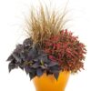 Proven Winners® Ipomoea (Sweet Potato Vine) - Sweet Caroline Jet Black - 4 Plants Per Pack - Trailing Spring Plant - 6" Tall by 6" Wide in 1.56 PW Pot - Image 2