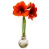 Snow Flecked Waxed Amaryllis Bulb - Glittering Gold Wax, Blooms Red - Easy Care - No Watering Needed! Beautiful Holiday Decor - Image 3