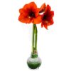 Snow Flecked Waxed Amaryllis Bulb - Grinch Green Wax, Blooms Red - Easy Care - No Watering Needed! Beautiful Holiday Decor - Image 3