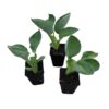 Live Perennial Hosta - Abiqua Drinking Gourd (3 Per Pack) - Beautiful Accent Plant - 10" Tall by 6" Wide in 1 Quart Pot