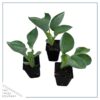 Live Perennial Hosta - Abiqua Drinking Gourd (3 Per Pack) - Beautiful Accent Plant - 10" Tall by 6" Wide in 1 Quart Pot - Image 2