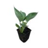 Live Perennial Hosta - Abiqua Drinking Gourd (3 Per Pack) - Beautiful Accent Plant - 10" Tall by 6" Wide in 1 Quart Pot - Image 3