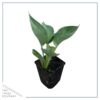 Live Perennial Hosta - Abiqua Drinking Gourd (3 Per Pack) - Beautiful Accent Plant - 10" Tall by 6" Wide in 1 Quart Pot - Image 4