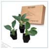 Live Perennial Hosta - Abiqua Drinking Gourd (3 Per Pack) - Beautiful Accent Plant - 10" Tall by 6" Wide in 1 Quart Pot - Image 7