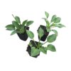 Live Perennial Hosta - Blue Cadet (3 Per Pack) - Beautiful Accent Plant - 10" Tall by 6" Wide in 1 Quart Pot