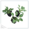 Live Perennial Hosta - Blue Cadet (3 Per Pack) - Beautiful Accent Plant - 10" Tall by 6" Wide in 1 Quart Pot - Image 2