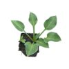 Live Perennial Hosta - Blue Cadet (3 Per Pack) - Beautiful Accent Plant - 10" Tall by 6" Wide in 1 Quart Pot - Image 3
