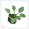 Live Perennial Hosta - Blue Cadet (3 Per Pack) - Beautiful Accent Plant - 10" Tall by 6" Wide in 1 Quart Pot - Image 4