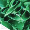 Live Perennial Hosta - Blue Cadet (3 Per Pack) - Beautiful Accent Plant - 10" Tall by 6" Wide in 1 Quart Pot - Image 5