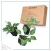 Live Perennial Hosta - Blue Cadet (3 Per Pack) - Beautiful Accent Plant - 10" Tall by 6" Wide in 1 Quart Pot - Image 7