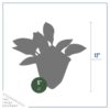 Live Perennial Hosta - Blue Cadet (3 Per Pack) - Beautiful Accent Plant - 10" Tall by 6" Wide in 1 Quart Pot - Image 6