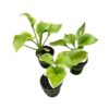 Live Perennial Hosta - Frozen Margarita (3 Per Pack) - Beautiful Accent Plant - 10" Tall by 6" Wide in 1 Quart Pot