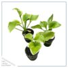 Live Perennial Hosta - Frozen Margarita (3 Per Pack) - Beautiful Accent Plant - 10" Tall by 6" Wide in 1 Quart Pot - Image 2