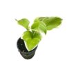 Live Perennial Hosta - Frozen Margarita (3 Per Pack) - Beautiful Accent Plant - 10" Tall by 6" Wide in 1 Quart Pot - Image 3