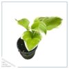 Live Perennial Hosta - Frozen Margarita (3 Per Pack) - Beautiful Accent Plant - 10" Tall by 6" Wide in 1 Quart Pot - Image 4