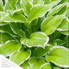 Live Perennial Hosta - Frozen Margarita (3 Per Pack) - Beautiful Accent Plant - 10" Tall by 6" Wide in 1 Quart Pot - Image 5