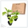 Live Perennial Hosta - Frozen Margarita (3 Per Pack) - Beautiful Accent Plant - 10" Tall by 6" Wide in 1 Quart Pot - Image 7