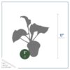 Live Perennial Hosta - Frozen Margarita (3 Per Pack) - Beautiful Accent Plant - 10" Tall by 6" Wide in 1 Quart Pot - Image 6