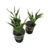 Live Perennial Hosta  - Hands Up (3 Per Pack) - Beautiful Accent Plant - 10" Tall by 6" Wide in 1 Quart Pot