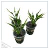 Live Perennial Hosta  - Hands Up (3 Per Pack) - Beautiful Accent Plant - 10" Tall by 6" Wide in 1 Quart Pot - Image 2