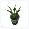 Live Perennial Hosta  - Hands Up (3 Per Pack) - Beautiful Accent Plant - 10" Tall by 6" Wide in 1 Quart Pot - Image 4