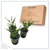 Live Perennial Hosta  - Hands Up (3 Per Pack) - Beautiful Accent Plant - 10" Tall by 6" Wide in 1 Quart Pot - Image 6