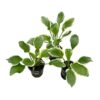 Live Perennial Hosta - So Sweet (3 Per Pack) - Beautiful Accent Plant - 10" Tall by 6" Wide in 1 Quart Pot