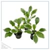 Live Perennial Hosta - So Sweet (3 Per Pack) - Beautiful Accent Plant - 10" Tall by 6" Wide in 1 Quart Pot - Image 2