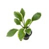 Live Perennial Hosta - So Sweet (3 Per Pack) - Beautiful Accent Plant - 10" Tall by 6" Wide in 1 Quart Pot - Image 3