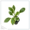Live Perennial Hosta - So Sweet (3 Per Pack) - Beautiful Accent Plant - 10" Tall by 6" Wide in 1 Quart Pot - Image 4
